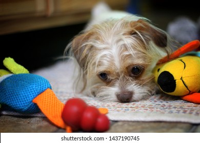 Shih Tzu Chihuahua Mix High Res Stock Images Shutterstock