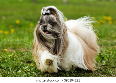 Shih Tzu Decorative Dog Runs In The Summer On The Grass, Hair Flying In The Wind