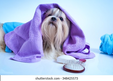 Shih tzu dog after washing. With bathrobe, towels and comb. Soft blue background tint.