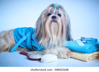 Shih tzu dog after washing. With bathrobe, towels and comb. Soft blue background tint.
