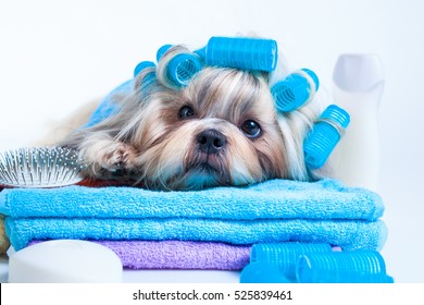 Shih tzu dog after washing. With curlers, towels and comb. On white background.
