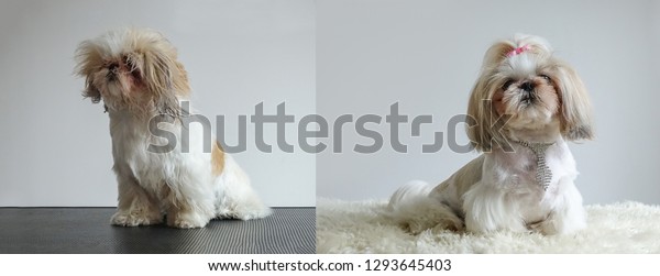 Shih Tzu Dog Before After Grooming Stock Photo Edit Now 1293645403