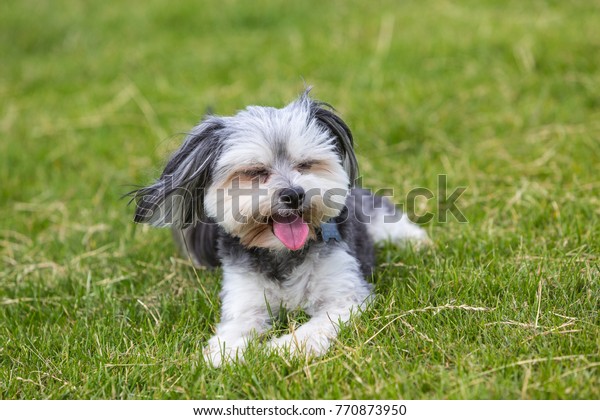 Shih Tzu Dog Black White Laying Stock Photo Edit Now 770873950