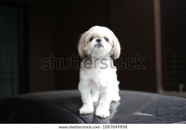 Shih Tzu Dog Breed Long Silky Stock Photo Edit Now 1087849898