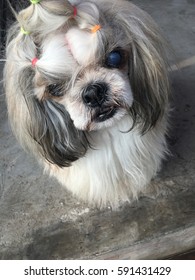 Shih Tzu Dog Cataracts In The Eye