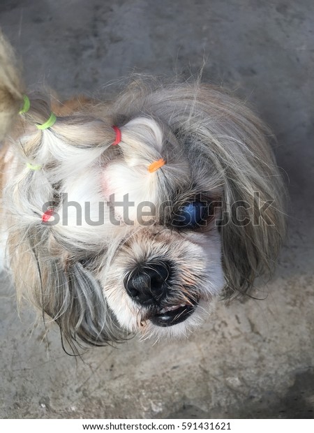 Shih Tzu Dog Cataracts Eye Stock Photo Edit Now 591431621