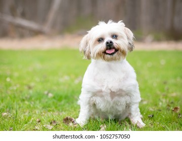 A Shih Tzu Dog With Cataracts In One Eye