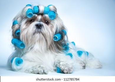 Shih tzu dog with curlers