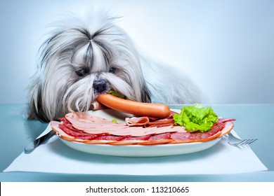 Shih Tzu Dog Eating Delicacy.