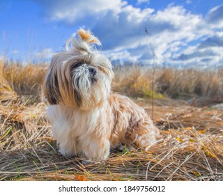 shih tzu dog in a field of grass