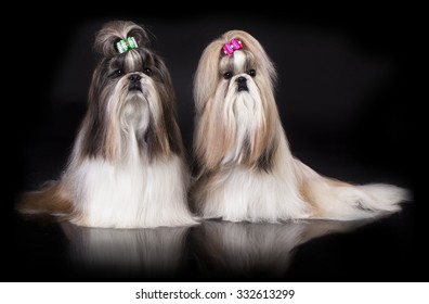 Shih Tzu Dog, Glamour Studio-shooting On Dark Background