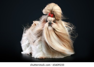 Shih Tzu Dog, Glamour Studio-shooting On Dark Background