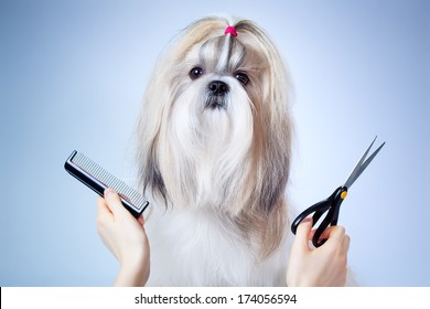 Shih tzu dog grooming. On blue and white background.