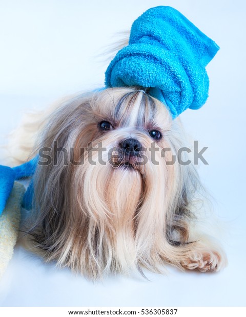 Shih Tzu Dog Hair Style Towel Stock Photo Edit Now 536305837