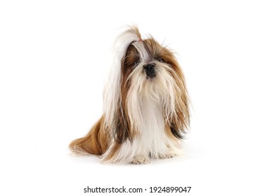 Shih Tzu Dog Long Hair Isolated On White