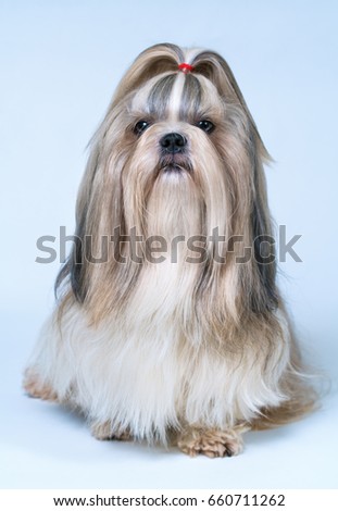 Shih tzu dog with long hair front view. On bright white and blue background.