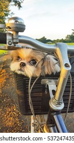 shih tzu bike basket