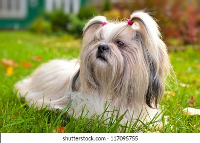 Shih Tzu Dog Lying On Grass.