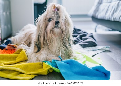 Shih Tzu Dog Making Mess At Home And Steal All Rags And Towels