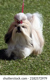 Shih Tzu Dog At Morisset Dog Show NSW Australia