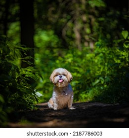 Shih Tzu Dog On A Forest Road In Summer