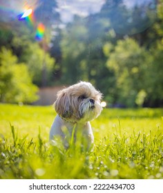 Shih Tzu Dog On A Hot Day On The Green Grass In Summer In The Park