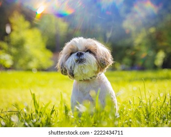 Shih Tzu Dog On A Hot Day On The Green Grass In Summer In The Park