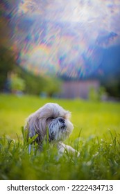 Shih Tzu Dog On A Hot Day On The Green Grass In Summer In The Park