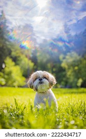 Shih Tzu Dog On A Hot Day On The Green Grass In Summer In The Park