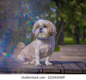 Shih Tzu Dog On A Hot Day On A Bench In The Park In Summer