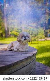 Shih Tzu Dog On A Hot Day On A Bench In The Park In Summer