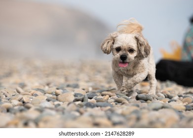 Shih Tzu dog outdoor portrait walking on beach