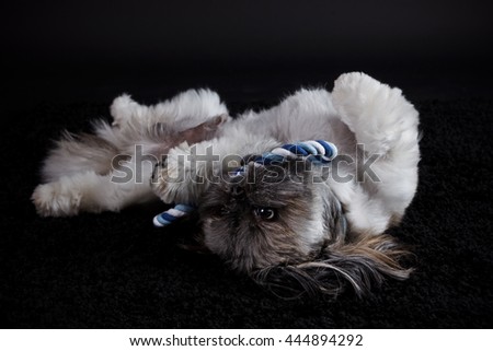 Shih tzu dog playing with a toy