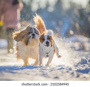 Shih Tzu Dog Plays With Dogs In Winter