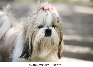 1,111 Gray shih tzu Images, Stock Photos & Vectors | Shutterstock