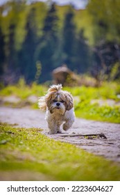 Shih Tzu Dog Runs Along A Path In The Forest In Summer