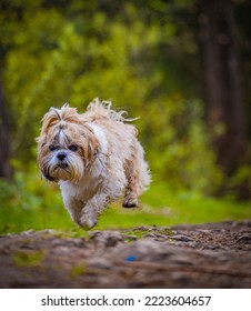 Shih Tzu Dog Runs Along A Path In The Forest In Summer