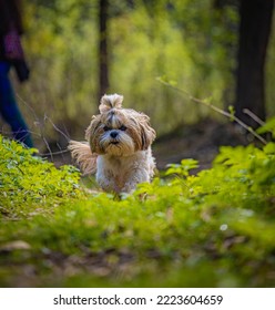 Shih Tzu Dog Runs Along A Path In The Forest In Summer