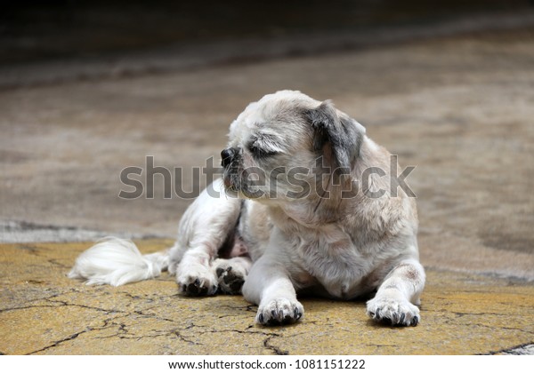 Shih Tzu Dog Short Hair Cut Stock Photo Edit Now 1081151222