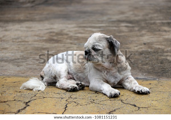 Shih Tzu Dog Short Hair Cut Stock Photo Edit Now 1081151231