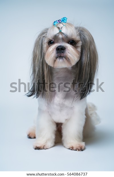 Shih Tzu Dog Short Hair After Royalty Free Stock Image