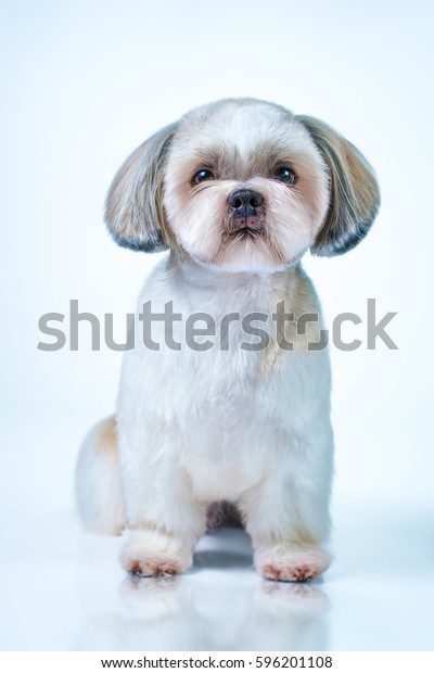 Shih Tzu Dog Short Hair After Stock Photo Edit Now 596201108