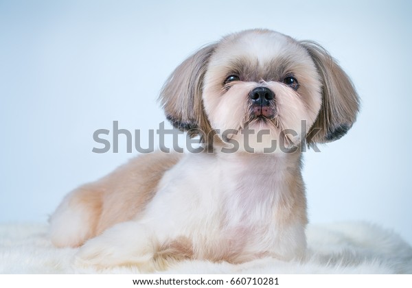 Shih Tzu Dog Short Hair After Stock Photo Edit Now 660710281