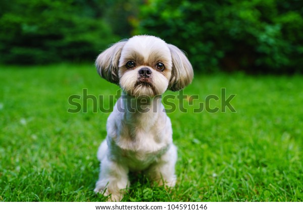 Shih tzu hair stayle