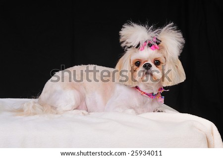 Shih Tzu Dog Short Summer Haircut Stock Image Download Now