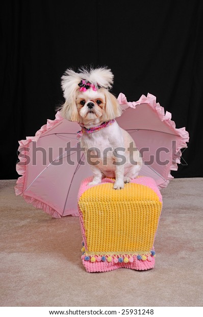 Shih Tzu Dog Short Summer Haircut Stock Photo Edit Now 25931248