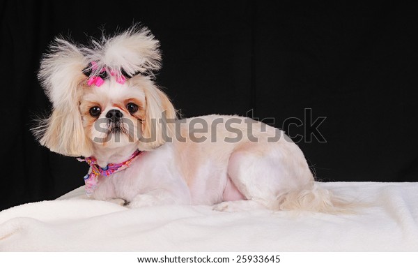 Shih Tzu Dog Short Summer Haircut Stock Photo Edit Now 25933645