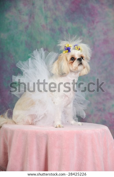 Shih Tzu Dog Short Summer Haircut Stock Photo Edit Now 28425226