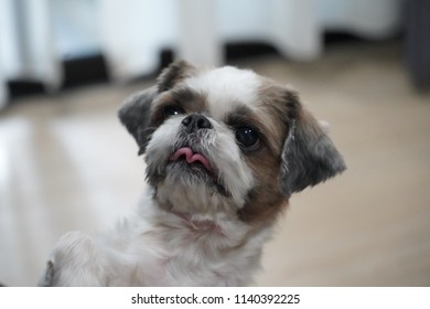 A Shih Tzu Dog Show Twisted Tongue