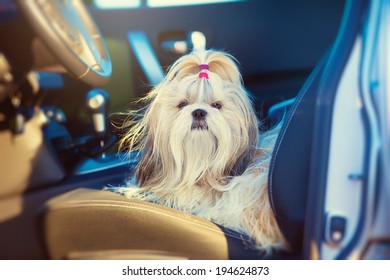 Shih Tzu Dog Sitting In Car On Driver Seat.